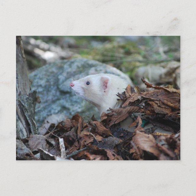 Cartão Postal Ferret 2 (Frente)