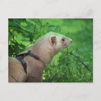 Cartão Postal Ferret 6