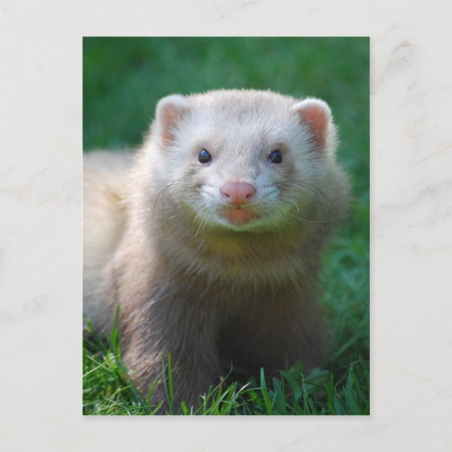 Cartão Postal Ferret 7 (Frente)