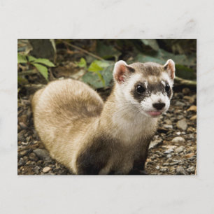Cartão Postal Ferret de pés negros