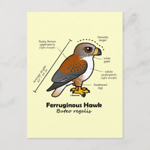 Cartão Postal Ferruginous Hawk Statistics