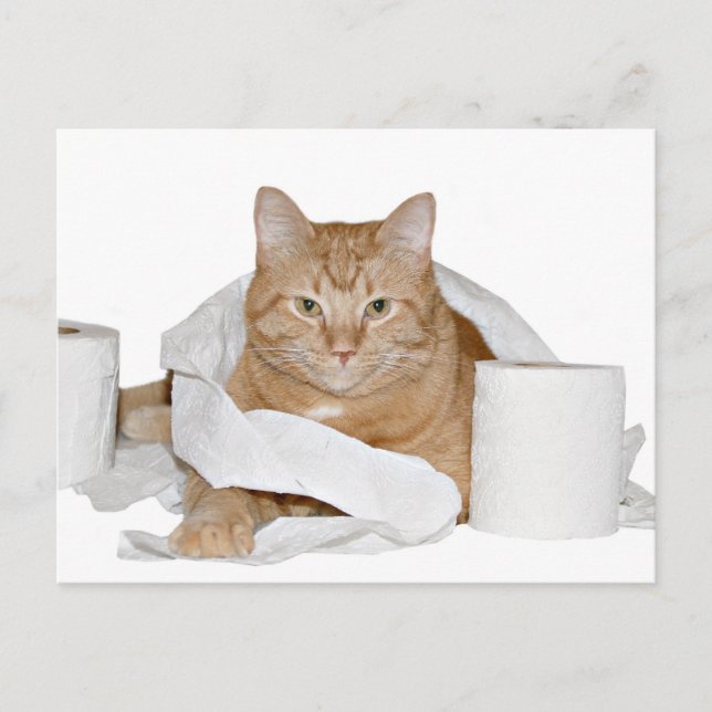 Cartão Postal festa selvagem (Frente)