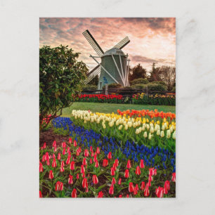 Cartão Postal Festival de Tulipas