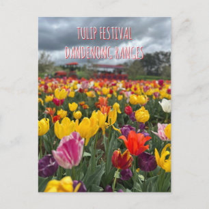 Cartão Postal Festival de Tulipas, Dandenong, Victoria