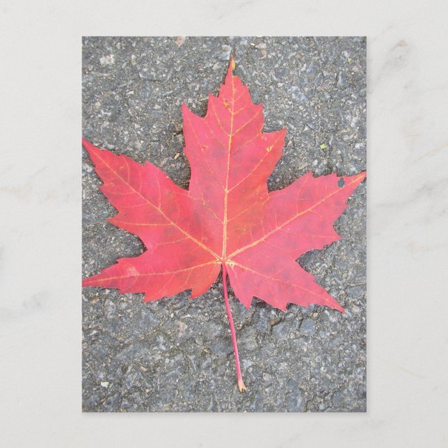 Cartão Postal Feuille morta (Frente)