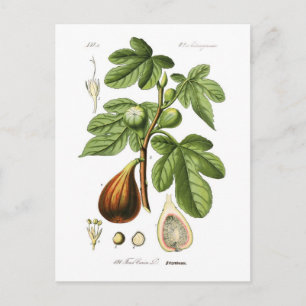 Cartão Postal Ficus carica (Fig)