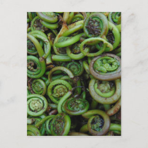 Cartão Postal Fiddlehead Ferns