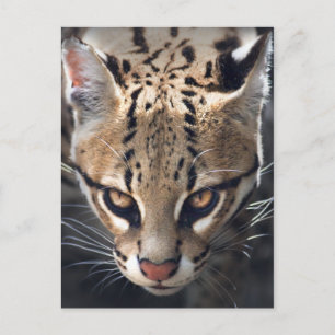 Cartão postal Fierce