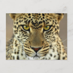 Cartão Postal Fierce Leopard