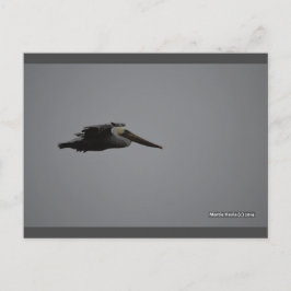 Cartão Postal Fierce Pelican III | Cartão-postal Blue Beach™