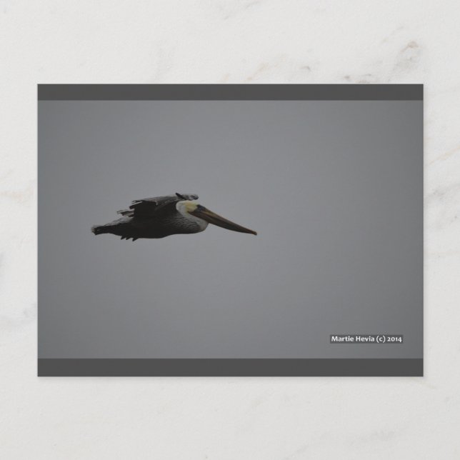 Cartão Postal Fierce Pelican III | Cartão-postal Blue Beach™ (Frente)