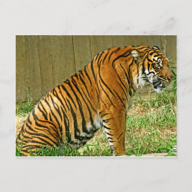 Cartão Postal Fierce Tiger (Frente)