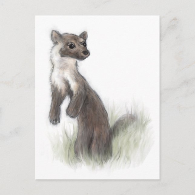 Cartão Postal FierLittle Pine Marten (Frente)