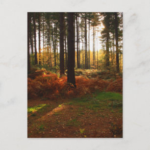 Cartão Postal Fiery Bracken