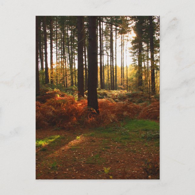 Cartão Postal Fiery Bracken (Frente)