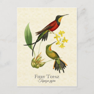 Cartão Postal Fiery Topaz Hummingbird Vintage Art