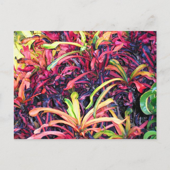 Cartão Postal Fiesta de Cor - Cartão-postal (Frente)