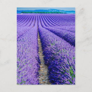 Cartão Postal Fileiras de Lavanda, Provença, França