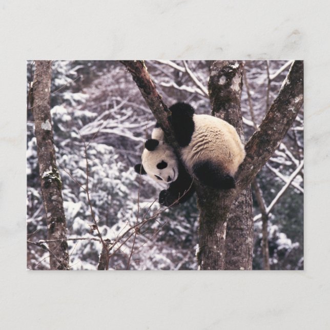 Cartão Postal Filhote da panda que joga na árvore coberta com a (Frente)