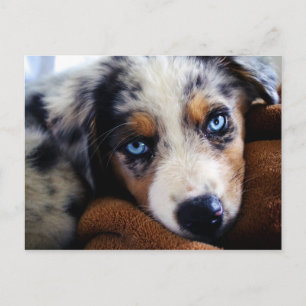 Cartão Postal Filhote de Australian Shepherd