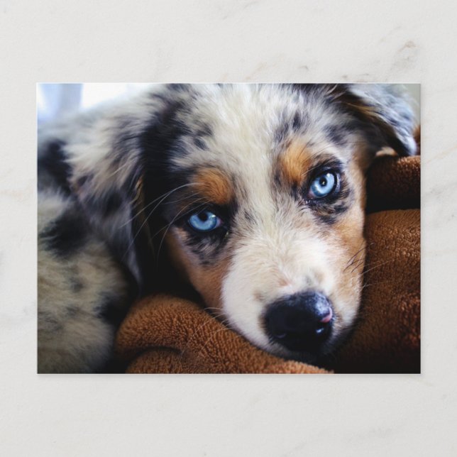 Cartão Postal Filhote de Australian Shepherd (Frente)