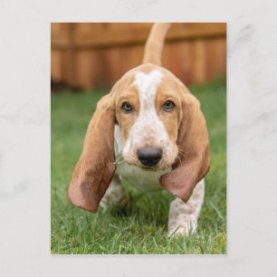Cartão Postal Filhote de Basset Hound andando