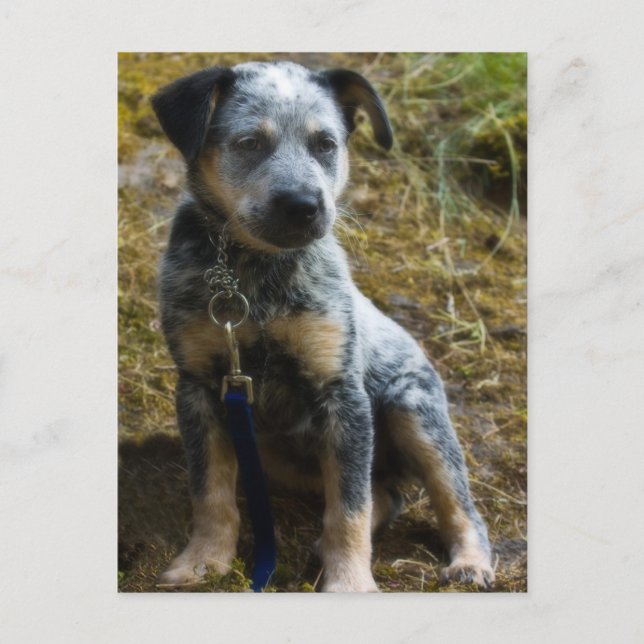 Cartão Postal Filhote de Blue Heeler (Frente)