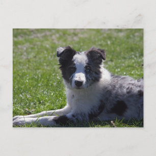 Cartão Postal filhote de border collie