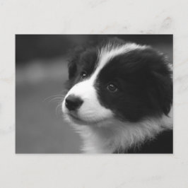 Cartão Postal Filhote de Border Collie