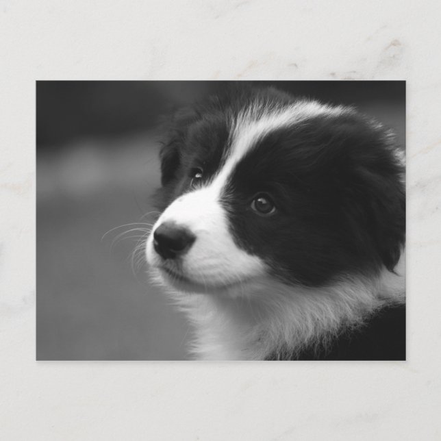 Cartão Postal Filhote de Border Collie (Frente)