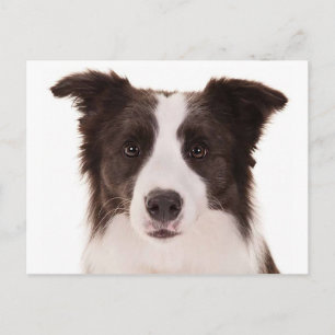 Cartão Postal Filhote de Border Collie - Olá, Estou Pensando em