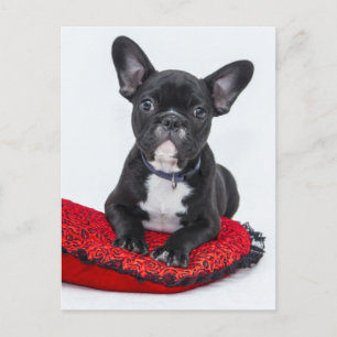 Cartão Postal Filhote de Bulldog