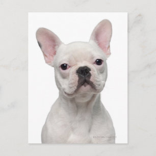 Cartão Postal Filhote de Bulldog Francês (5 meses de idade)