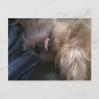 Cartão Postal filhote de cachorro