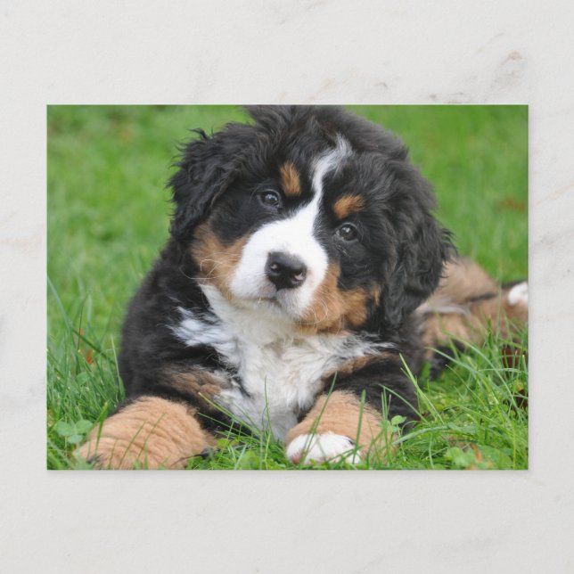 Cartão Postal Filhote de cachorro Bernese Mountain fofo (Frente)