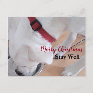 Cartão Postal Filhote de cachorro branco fofo bebendo água Natal