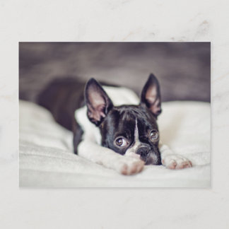 Cartão Postal Filhote de cachorro de Boston Terrier