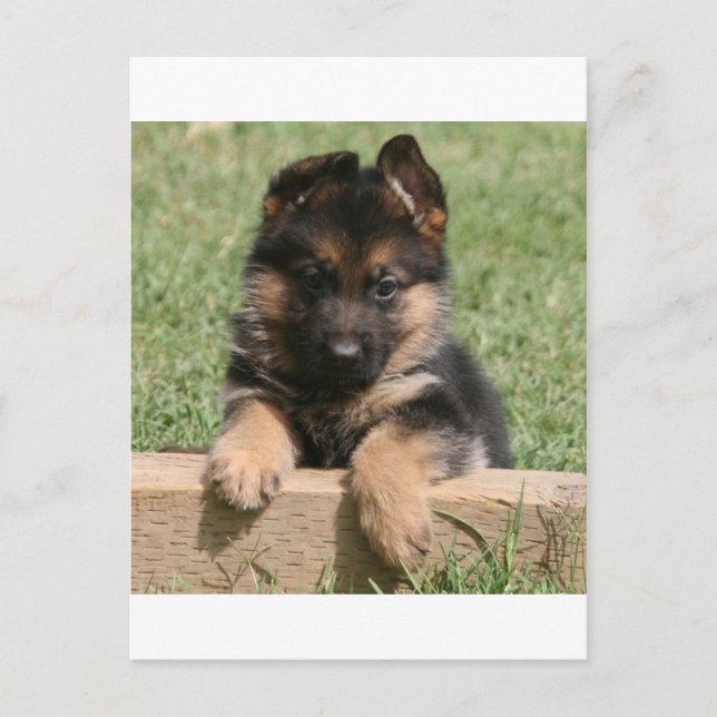 Cartão Postal Filhote de cachorro do german shepherd (Frente)