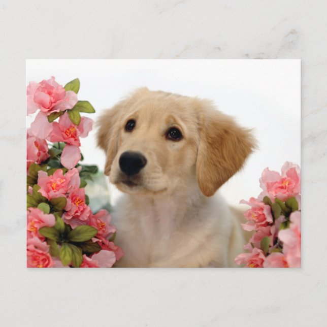 Cartão Postal Filhote de cachorro do golden retriever e flores (Frente)