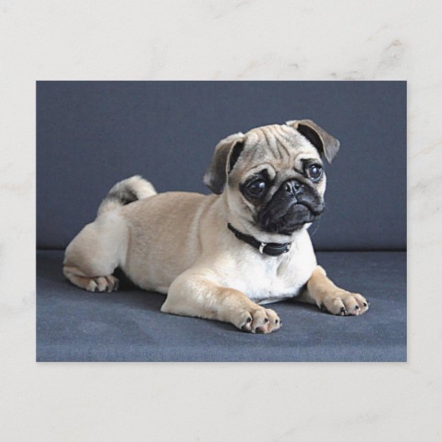 Cartão Postal Filhote de cachorro no sofá Lounging (Frente)