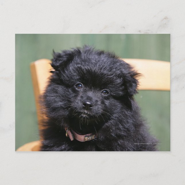 Cartão Postal Filhote de cachorro preto de Pomeranian (Frente)