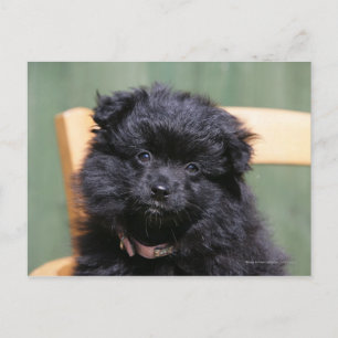 Cartão Postal Filhote de cachorro preto de Pomeranian