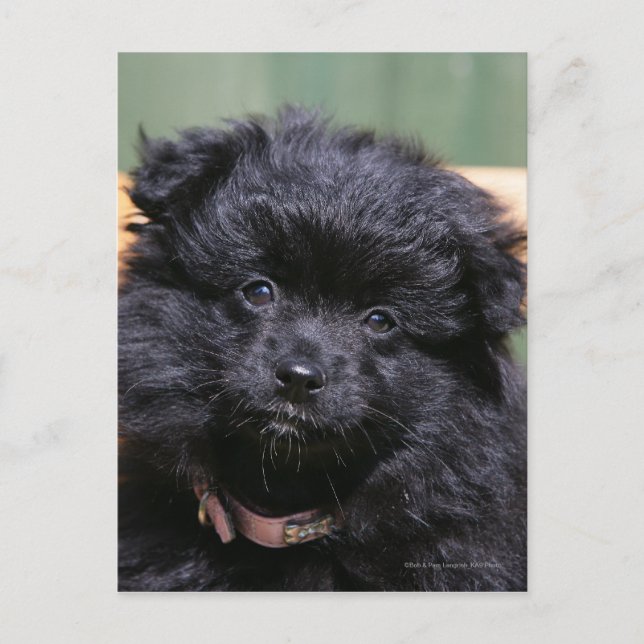 Cartão Postal Filhote de cachorro preto de Pomeranian (Frente)