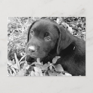 Cartão Postal Filhote de cachorro preto do laboratório