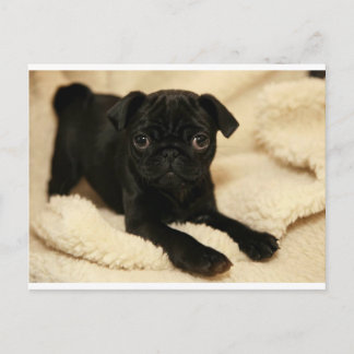 Cartão Postal Filhote de cachorro preto do Pug