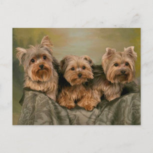 Cartão Postal Filhote de cachorro Yorkshire Terrier - Olá, Amor