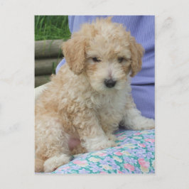 Cartão Postal Filhote de cavapoo lindo olhando para você, isolad