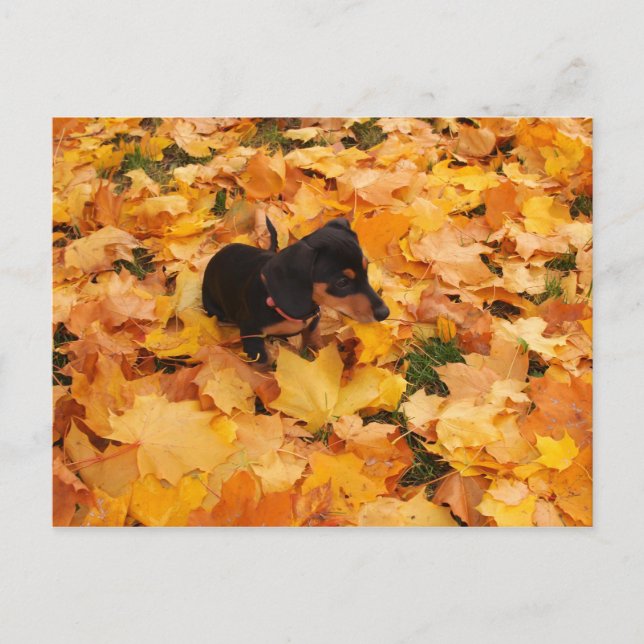 Cartão Postal Filhote de Dachshund (Frente)