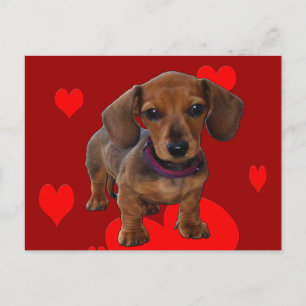 Cartão Postal Filhote de DACHSHUND com Corações