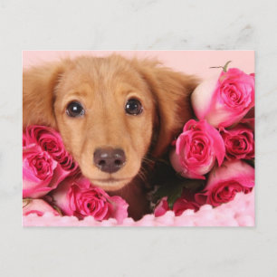 Cartão Postal Filhote de Dachshund Rodeado por Rosas